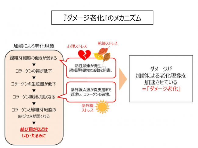 このハリ、夢かと思った。ダメージ※老化によってゆるんだ肌に、ハリを