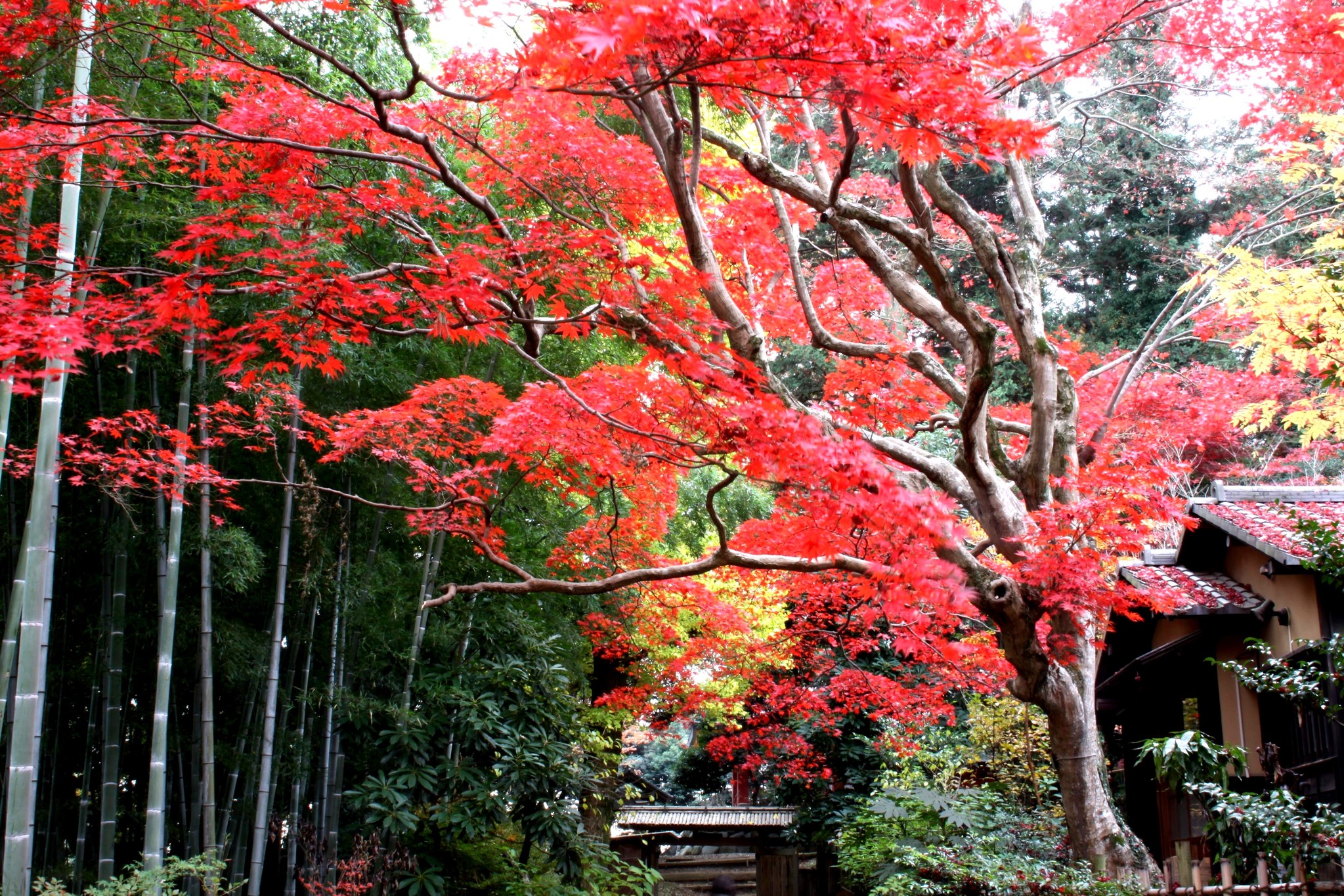 紅葉 ファッション