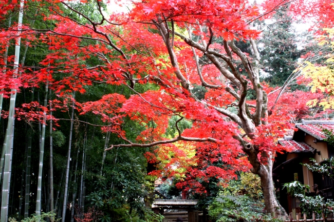 《園内の紅葉の様子》