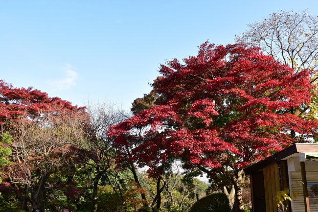 高尾山 百草園の紅葉が見ごろを迎えます 京王電鉄株式会社のプレスリリース