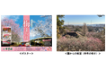 京王百草園で恒例の「梅まつり」を開催します!