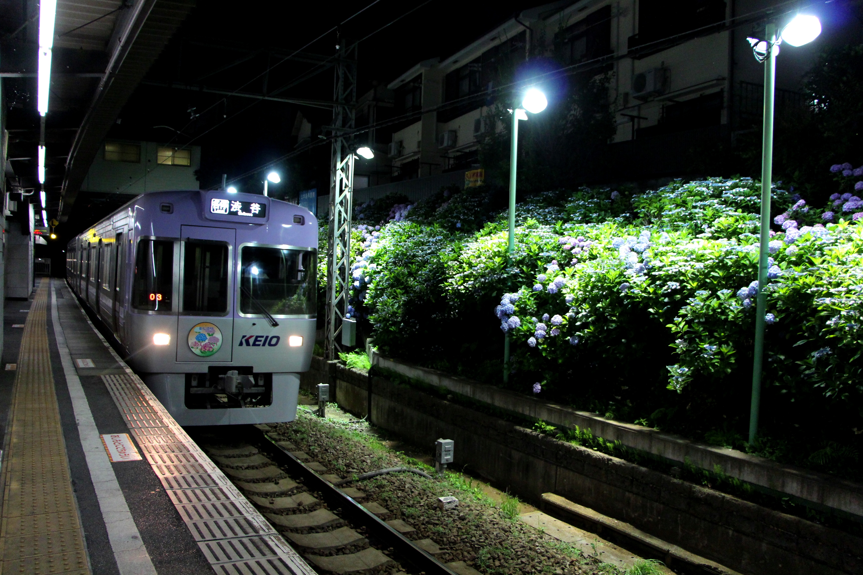 井の頭線 東松原駅でアジサイのライトアップを行います 京王電鉄株式会社のプレスリリース