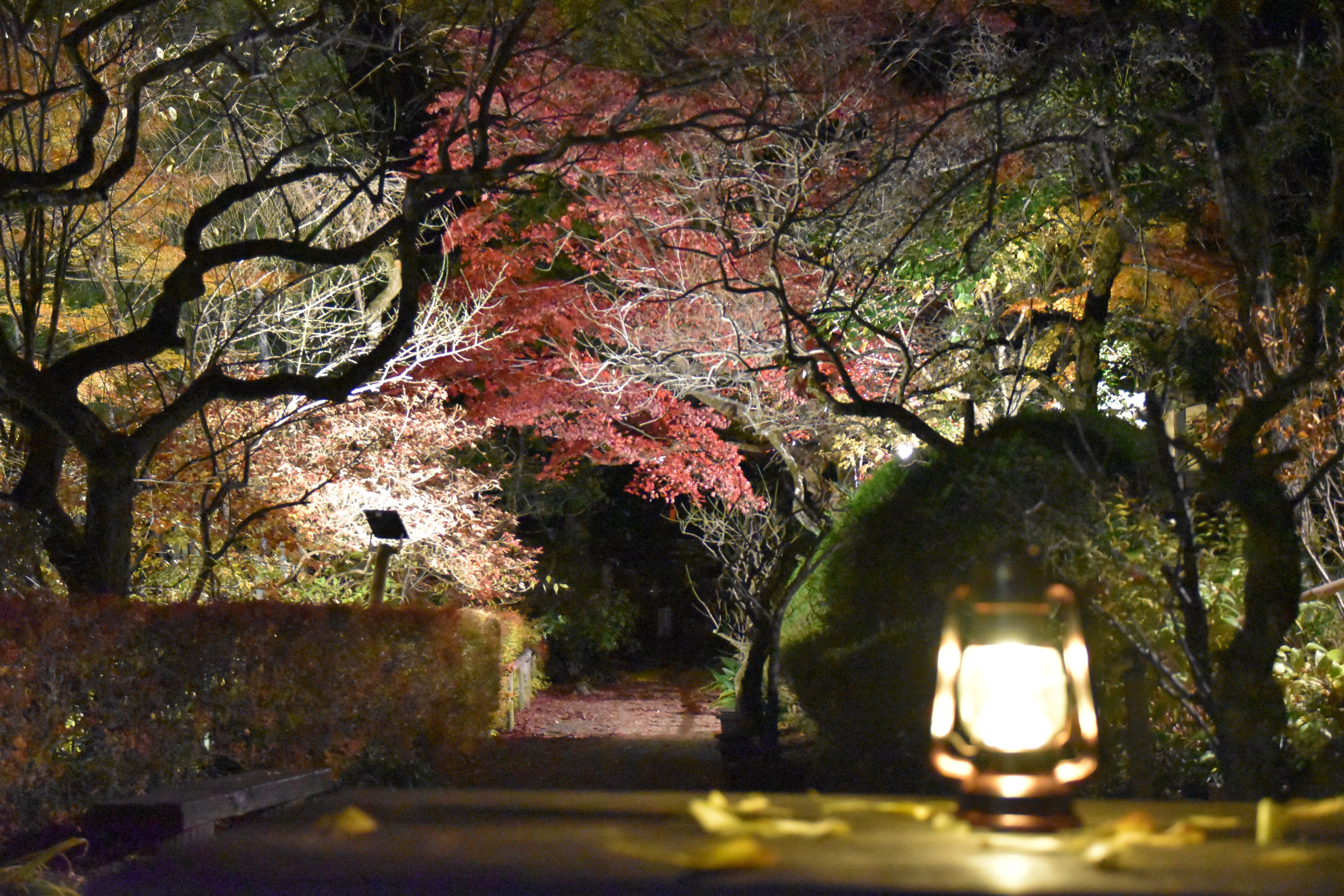 京王百草園 もぐさえん で恒例の 紅葉 もみじ まつり を開催 京王電鉄株式会社のプレスリリース