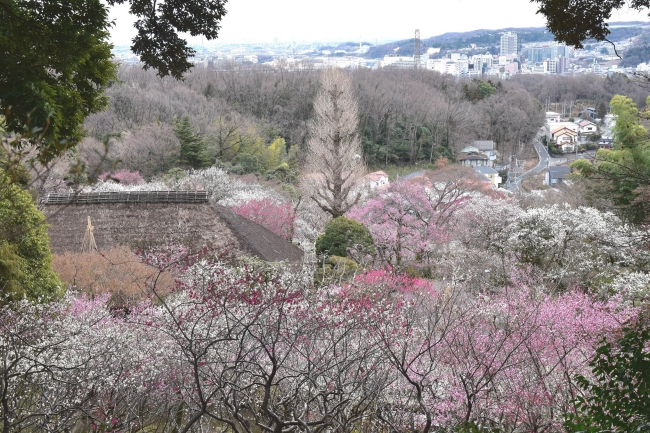 ≪昨年の様子　見晴台からの眺め≫