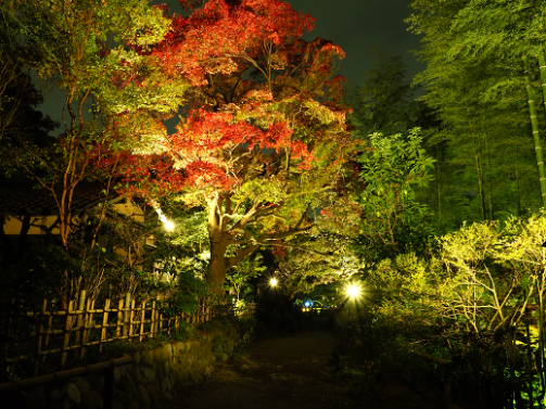 昨年の京王百草園の紅葉ライトアップ