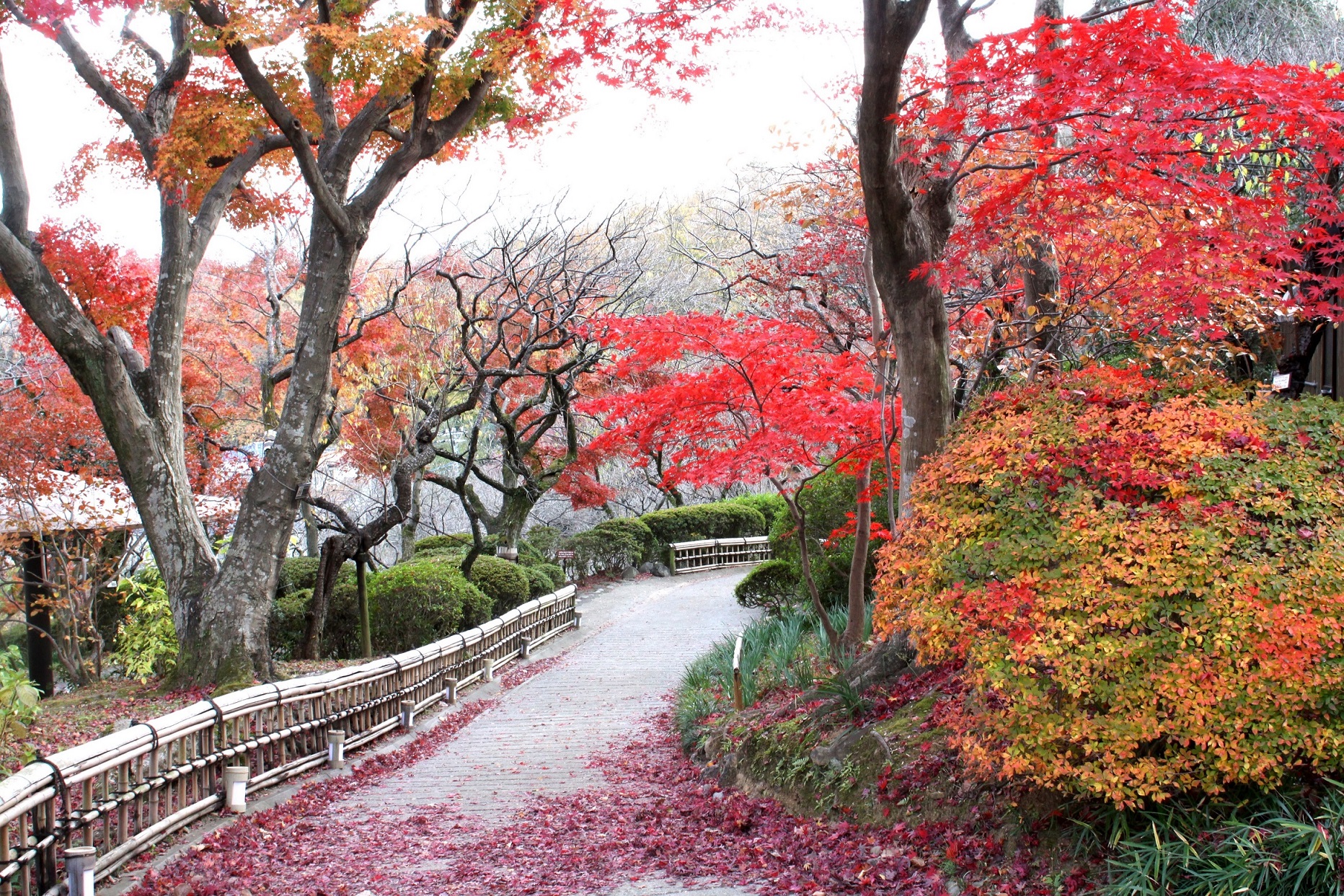 京王百草園(もぐさえん)で恒例の「紅葉(もみじ)まつり」を開催 ｜京王電鉄株式会社のプレスリリース