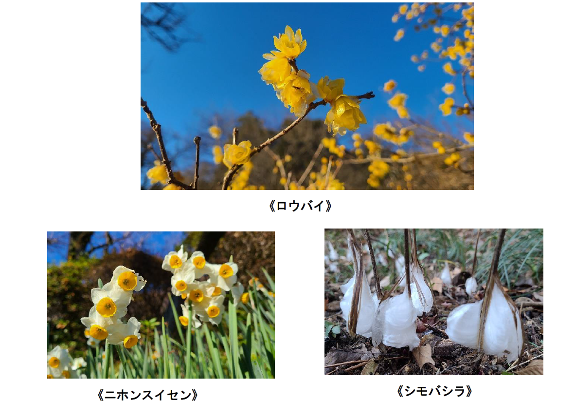 京王百草園で毎年好評の ロウバイ の花が見ごろです 京王電鉄株式会社のプレスリリース