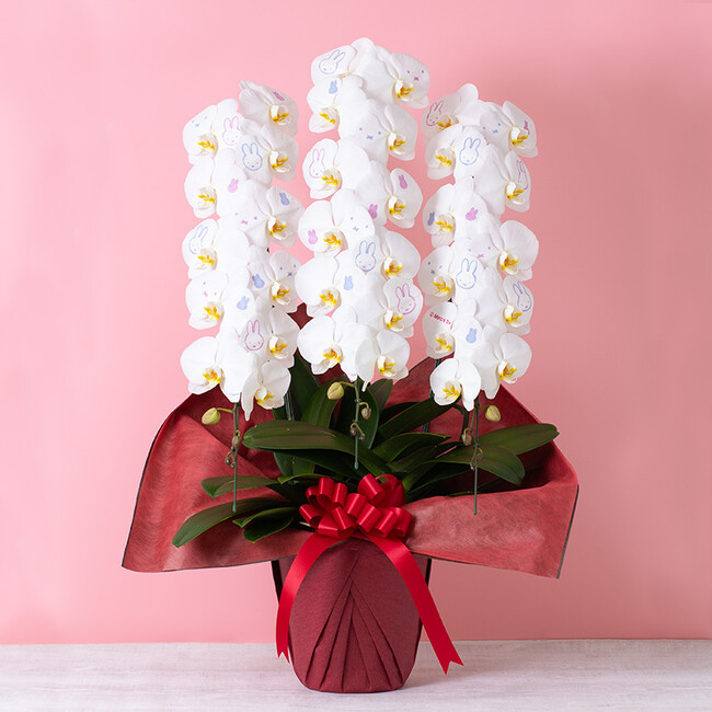 ※画像はイメージです