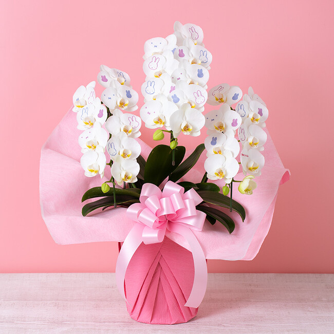 ※画像はイメージです