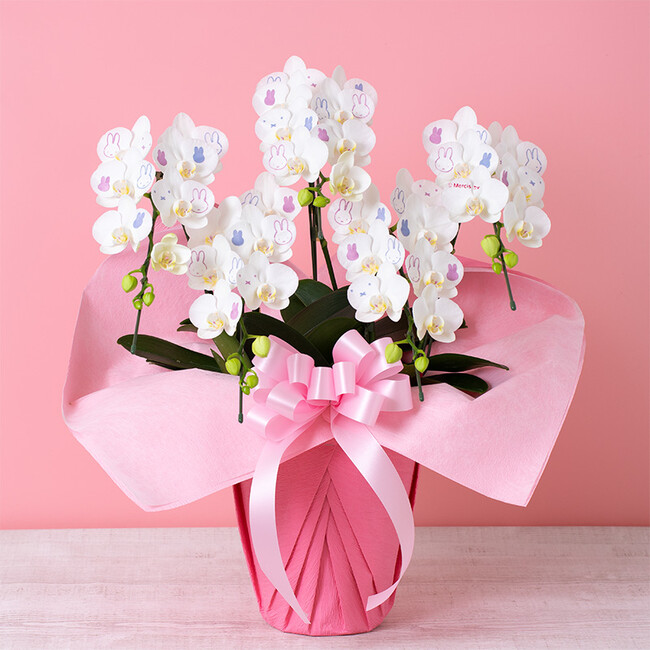 ※画像はイメージです