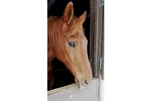引退競走馬の余生の支援活動を行う認定npo法人引退馬協会が 馬の命を守れ 引退馬協会活動記録 を発刊 認定npo法人引退馬協会のプレスリリース