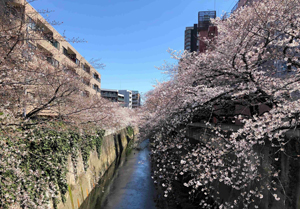 桜並木が続く神田川沿いに立地（建物外観写真）