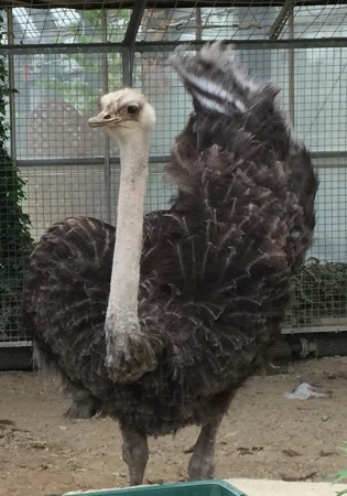 花粉の季節に ダチョウのキャンディー ダチョウ の卵黄パワーが花粉アレルゲンをブロック 花の粉バリアgg 黒糖のど飴を発売 オーストリジェンバイオームのプレスリリース