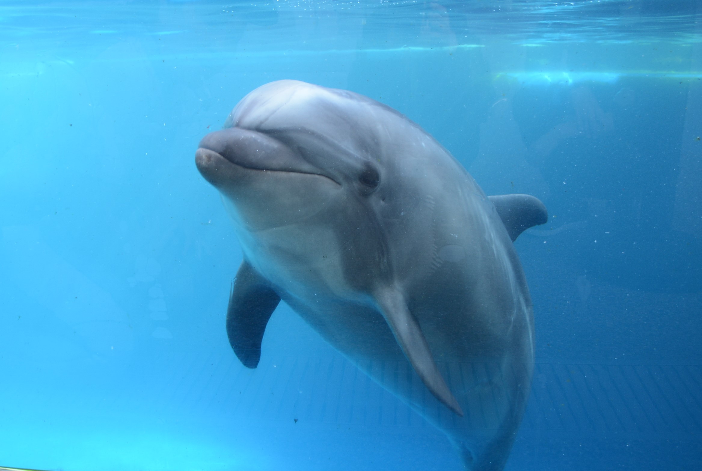 京都水族館 ハンドウイルカ キア 妊娠のお知らせ オリックス株式会社のプレスリリース