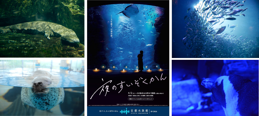 京都水族館 夜限定の幻想的な水族館でいきものたちと過ごす 夜のすいぞくかん 4月2日 土 スタート オリックス株式会社のプレスリリース