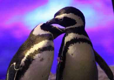 ペンギン夫婦のカリンとカクテル