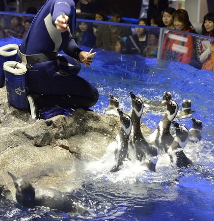 ペンギンの「さあ、ゴハン！」