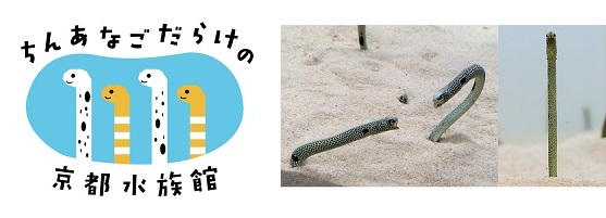 京都水族館 11月11日は チンアナゴの日 ちんあなごだらけの京都水族館２０１７ を開催 オリックス株式会社のプレスリリース