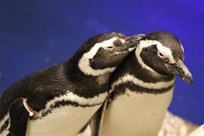 仲むつまじいカップルのペンギンたち