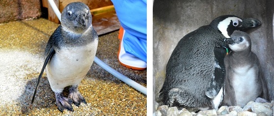 すくすくと成長するケープペンギンの子ども