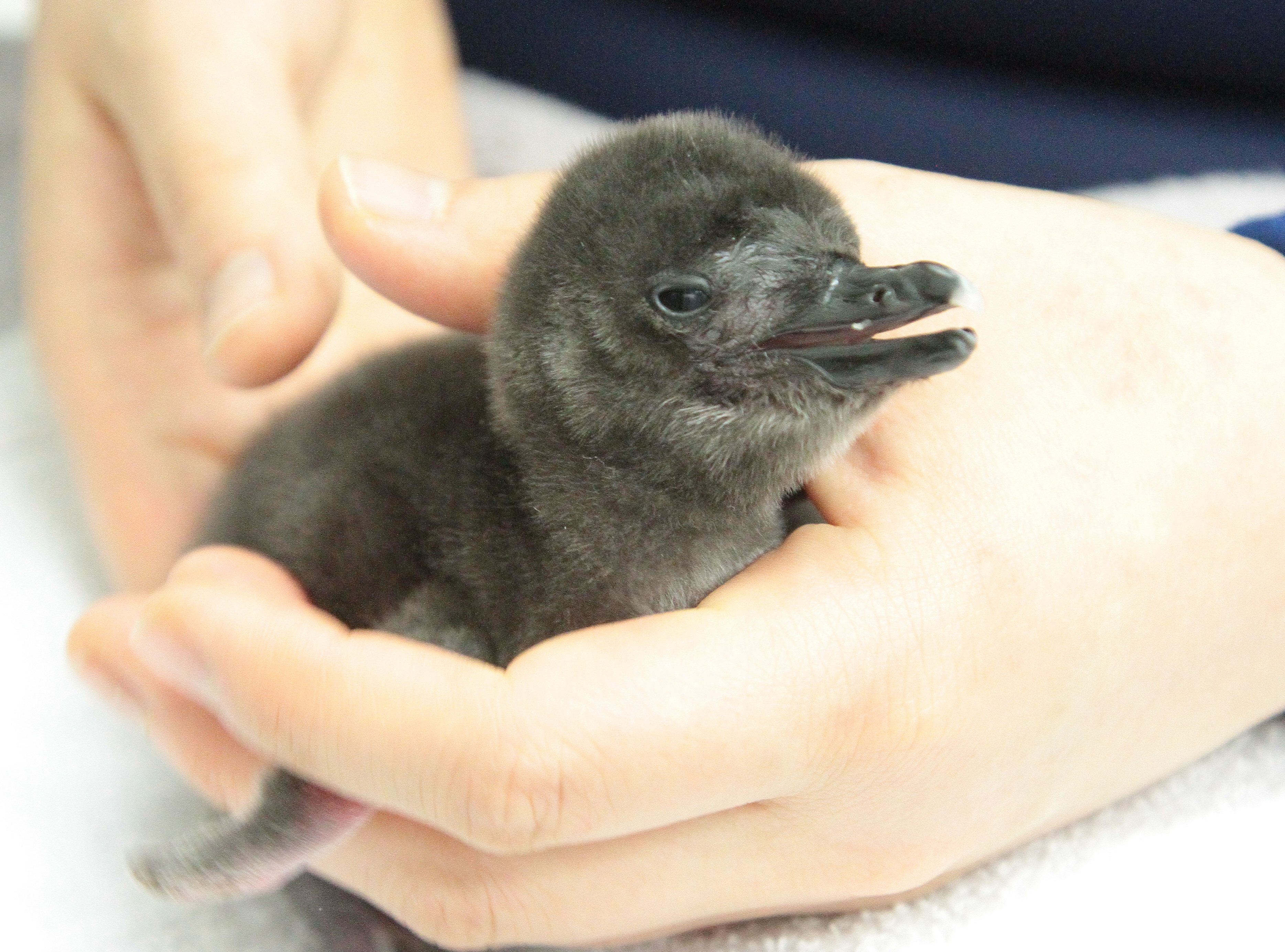 すみだ水族館オリジナルマゼランペンギン | 5678elite.training