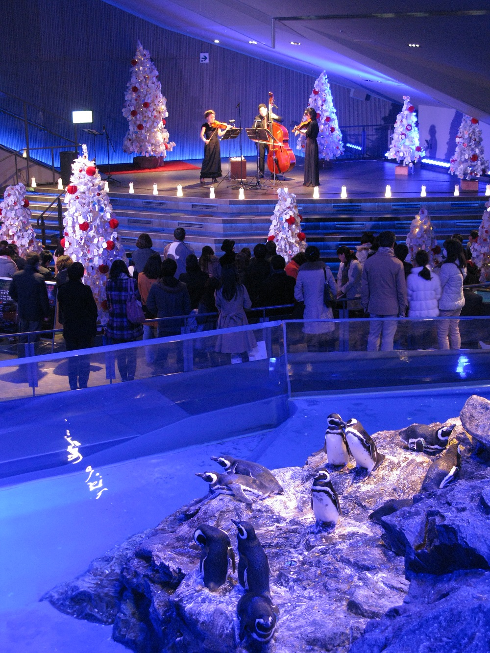 すみだ水族館 聖夜にクリスマスソングといきものたちのハーモニーが響く限定演奏会など ペンギンと過ごすクリスマス １１月２２日 木 から開催 オリックス株式会社のプレスリリース