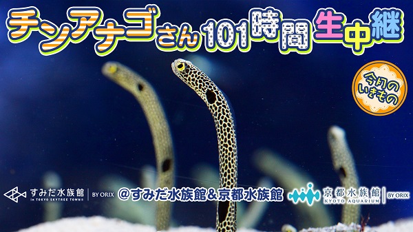 「チンアナゴさん101時間生中継＠すみだ水族館＆京都水族館」イメージ