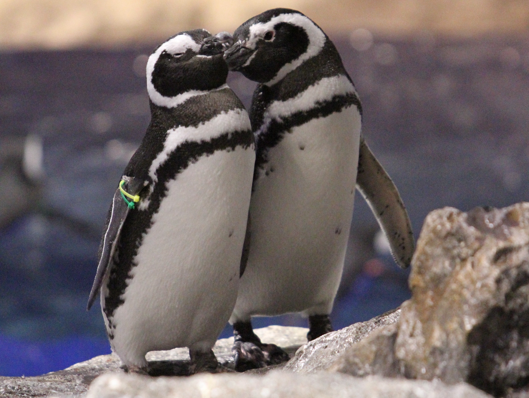 【すみだ水族館】バレンタイン＆ホワイトデーシーズンはペンギンにも恋の季節到来！「恋する水族館。Sweet Penguins」を２月１日から開催