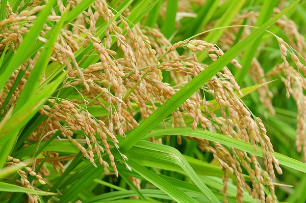 ぎっしりと実った稲をいよいよ収穫