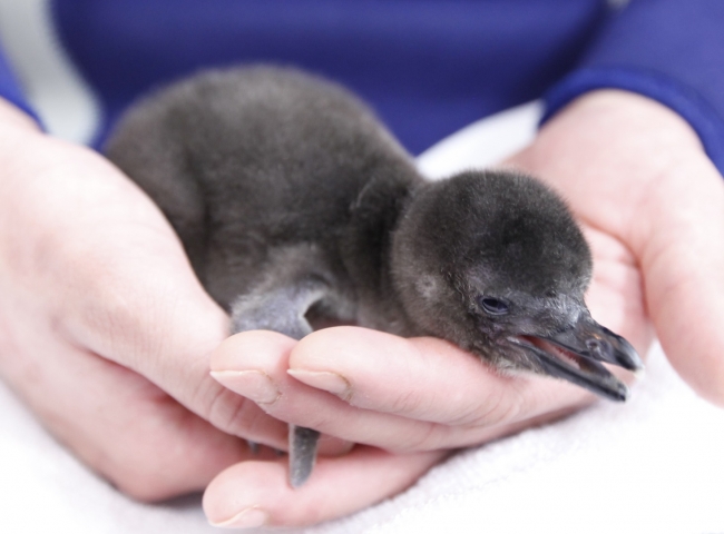 マゼランペンギンの赤ちゃん(生後6日目)