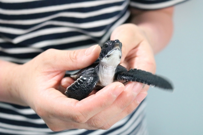 小笠原で今年生まれたアオウミガメの赤ちゃん