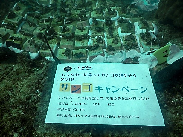 【オリックス自動車】「レンタカーに乗って、サンゴを増やそう2019」キャンペーン結果報告　沖縄県浦添市港川の海に214本のサンゴを植付