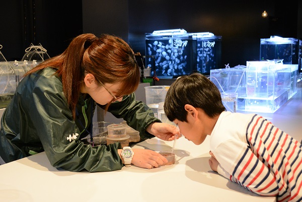 京都水族館 西日本最多の約種 5 000匹 のクラゲ新展示エリア クラゲワンダー を年4月29日 に公開決定 オリックス株式会社のプレスリリース