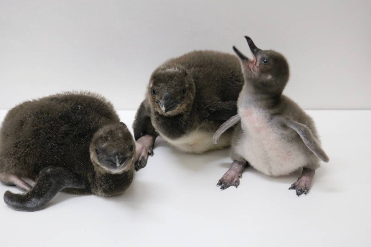 すみだ水族館 ８年連続ペンギンの赤ちゃんが仲間入り ３羽のマゼランペンギンの赤ちゃんが誕生 オリックス株式会社のプレスリリース
