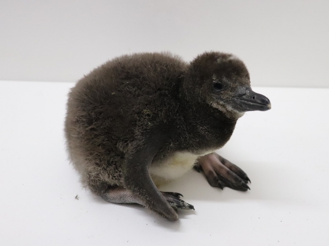 すみだ水族館 ８年連続ペンギンの赤ちゃんが仲間入り ３羽のマゼランペンギンの赤ちゃんが誕生 オリックス株式会社のプレスリリース