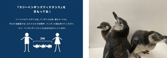「スリーペンギンズディスタンス」リードパネル（左）、3羽のマゼランペンギンの赤ちゃん 「おもち」「おこめ」「きなこ」（右）