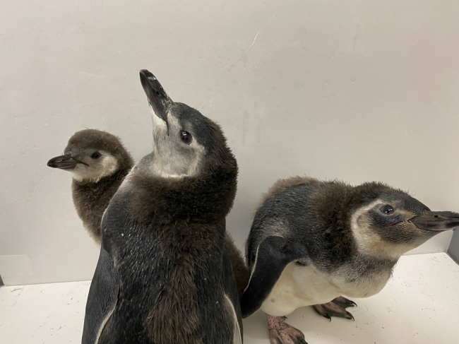 3羽のマゼランペンギンの赤ちゃん 「おもち」「おこめ」「きなこ」