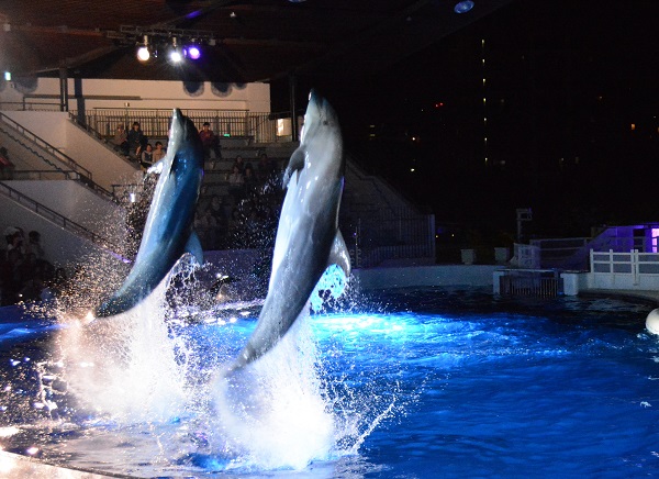 夜限定のイルカパフォーマンス