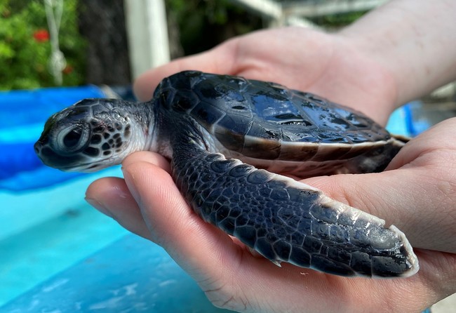 すみだ水族館 アオウミガメの赤ちゃんを９月１３日 日 から一般公開 小笠原村との提携保全活動で 今年も小笠原の海からやってくる オリックス株式会社のプレスリリース