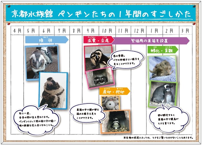 ペンギンの1年間の過ごし方