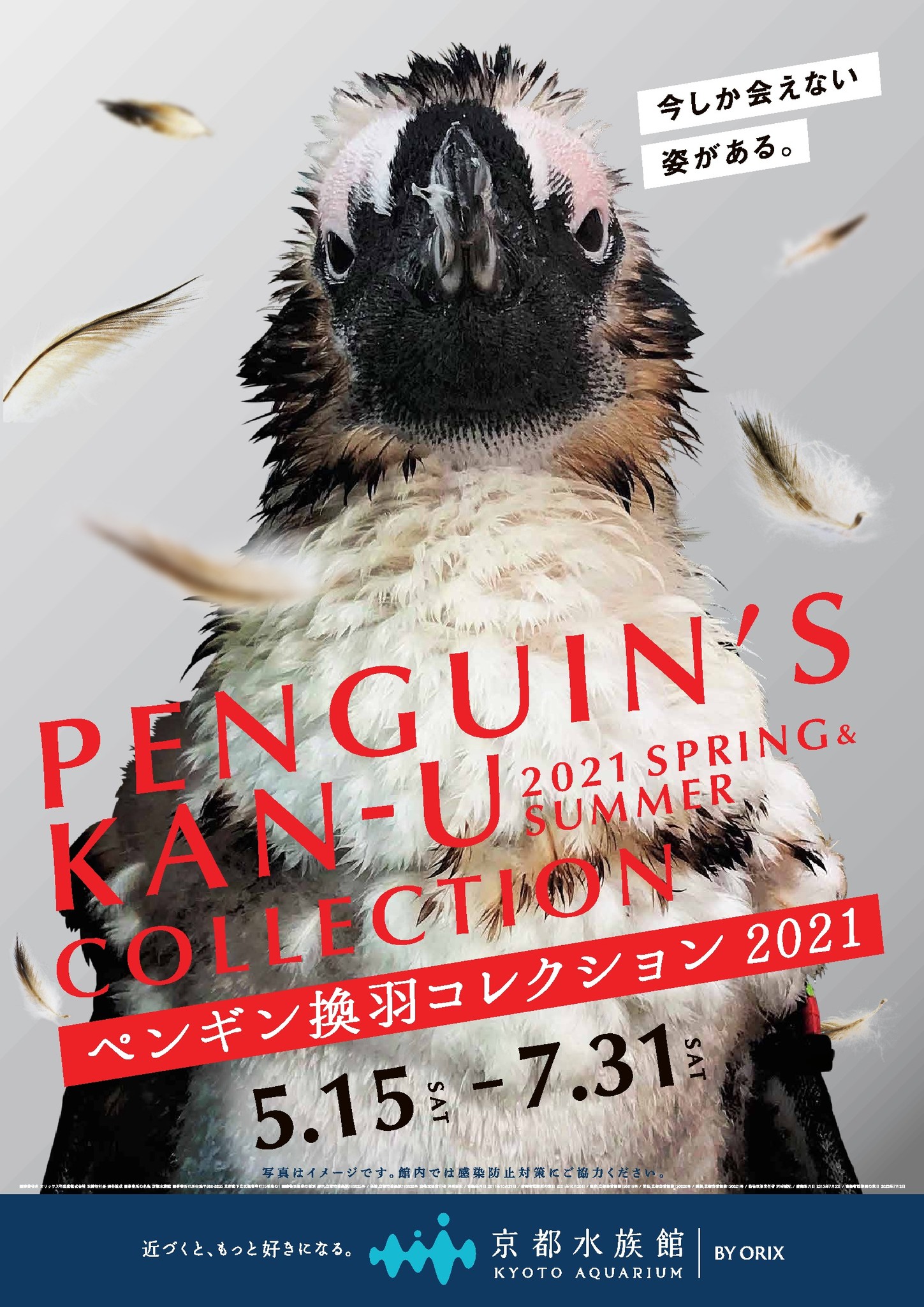 【京都水族館】年に一度のペンギンの羽が生え変わる季節が到来「ペンギン換羽(かんう)コレクション2021」を開催