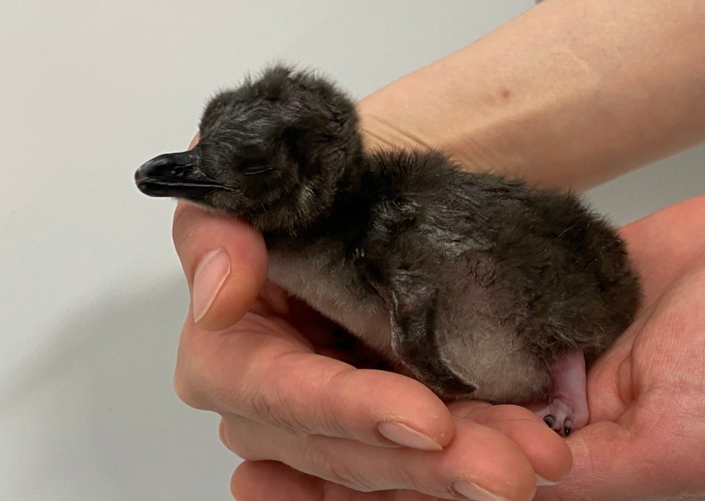 すみだ水族館 開業から9年連続で赤ちゃんが仲間入り マゼランペンギンの赤ちゃん3羽が誕生 オリックス株式会社のプレスリリース