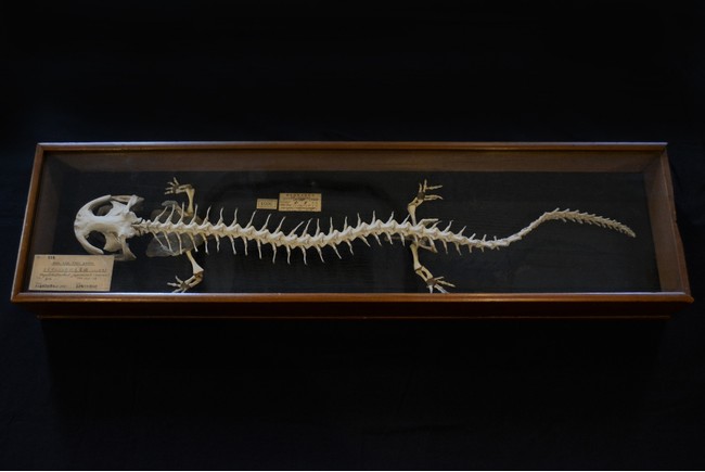 オオサンショウウオの骨格標本