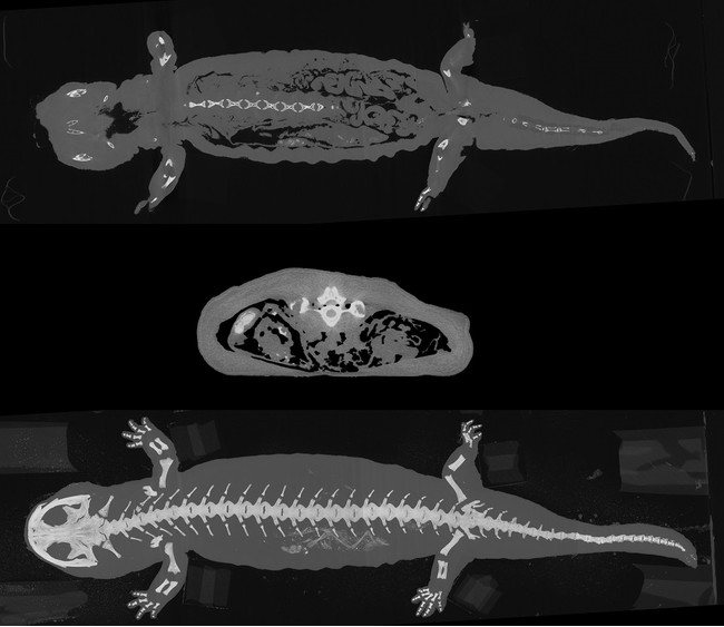 3Dデータ化された体の断層映像(上)と骨格の標本データ(下)