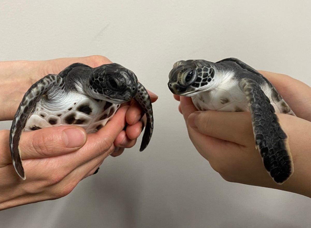 すみだ水族館】世界自然遺産の小笠原諸島の海から今年もやってくる