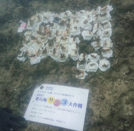 オリックス自動車 美ら海サンゴ大作戦21 キャンペーン結果報告 沖縄 県浦添市の港川の海に70本のサンゴを植え付け オリックス株式会社のプレスリリース
