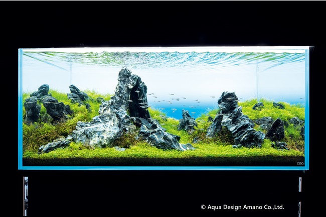 「支え岩」幅1.2m×高さ0.5ｍ © Aqua Design Amano Co.,Ltd.