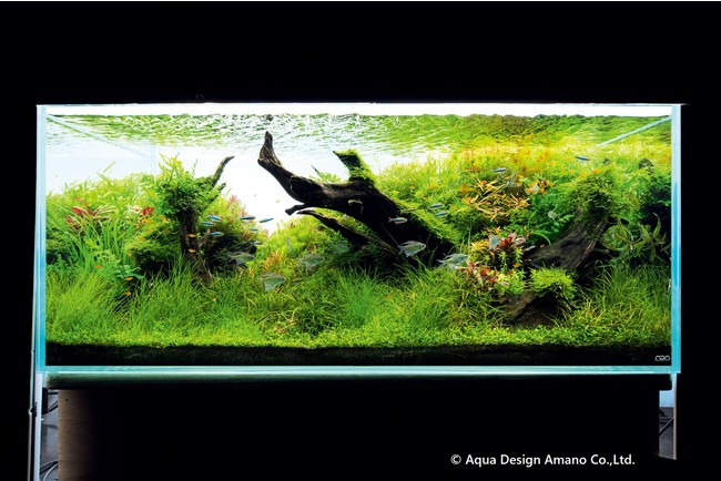 「春を謳う」幅1.2m×高さ0.5ｍ © Aqua Design Amano Co.,Ltd.