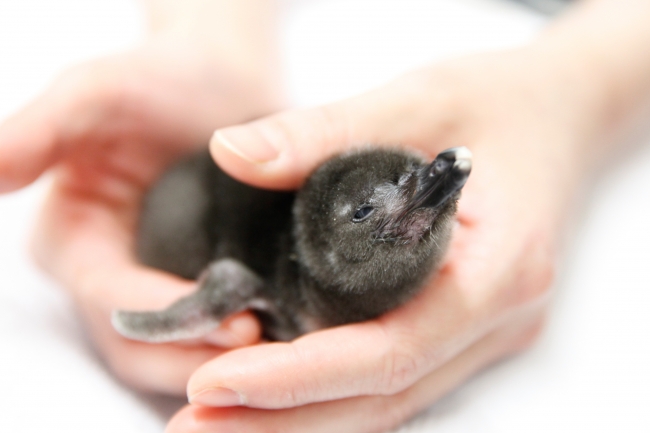 5年連続 東京スカイツリータウン すみだ水族館 でペンギンの赤ちゃんが誕生 誕生記念イベント Happy Penguins を開催 オリックス株式会社のプレスリリース