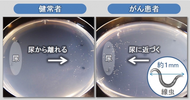 線虫がん検査 N Nose の世界展開研究プロジェクトがスタート 株式会社hirotsuバイオサイエンスのプレスリリース